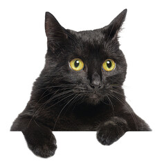 Fototapete - Curious black cat  with yellow eyes peeking over a blank white banner looking to the side cut out