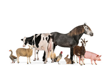 Wall Mural - large group of many farm animals standing together, isolated