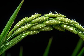 Wall Mural - wheat on black background