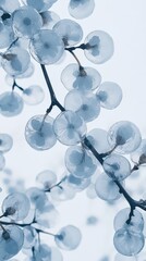 Poster - Delicate glassy spheres nature aesthetics upward view translucent beauty