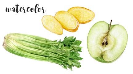 hand-painted watercolor green apple, celery, and ginger botanical illustration isolated on white