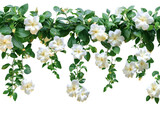 A beautiful display of white gardenia flowers cascading down lush green vines.