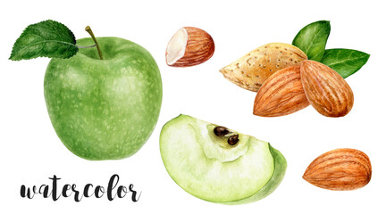 hand-painted watercolor green apple and almond botanical illustration isolated on white