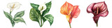 Four Watercolor Calla Lilies, Isolated on Transparent Background, Botanical Illustration, Floral Design, Calla Lily, Watercolor, Botanical