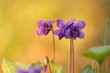 viola mammola in primavera