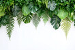Palm, monstera, tree leaves