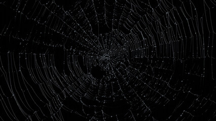 Wall Mural - Spider web with water drops on black background.