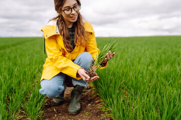 Fototapete - A young female farmer holds a sprout in her hands, checking its quality. A woman in a bright jacket examines sprouts in a green field. Farming concept, rich harvest, growth.
