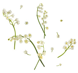 Wall Mural - Beautiful Lily of the valley flower falling in the air isolated on white background. levitation or zero gravity floral conception. High resolution image.