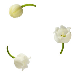 Wall Mural - Beautiful Lily of the valley flower falling in the air isolated on white background. levitation or zero gravity floral conception. High resolution image.