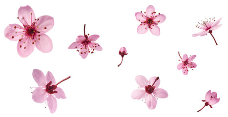 Wall Mural - Creative set collection with Blooming of delicate pink flowers falling in the air, isolated on white background. Prunus cerasifera 'Nigra' or Canadian black plum