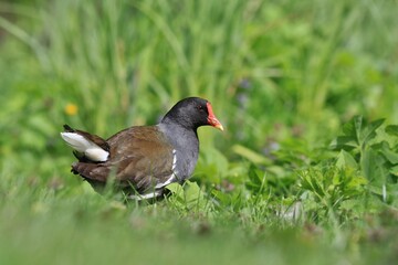 Poster - A adult moorhen looks for food in the grass. Portrait of a Common Moorhen. Gallinula chloropus.
