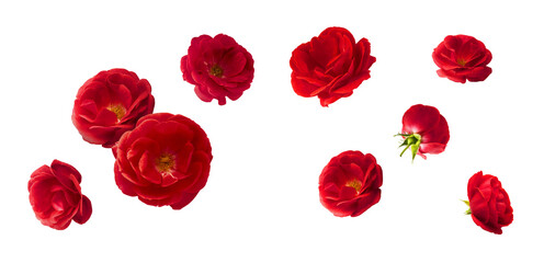 Wall Mural - Creative set, collection with Beautiful Red English Rose falling in the air isolated on white background. High resolution image. Flower levitation or zero gravity conception