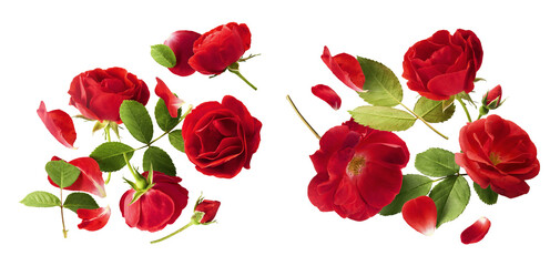 Wall Mural - creative set, collection with beautiful red english rose falling in the air isolated on white backgr
