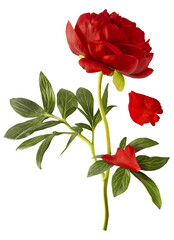 Wall Mural - beautiful red peony falling in the air isolated on white background. high resolution. zero gravity o