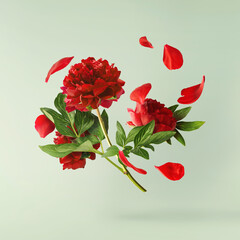 Wall Mural - Beautiful Red Peony falling in the air isolated on pastel green background. High resolution. Zero gravity or levitation concept.