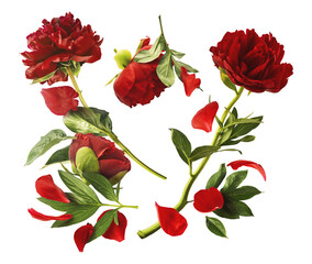 Wall Mural - beautiful red peony falling in the air isolated on white background. high resolution. zero gravity o
