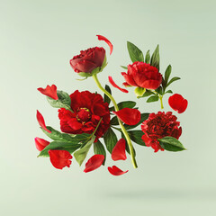 Wall Mural - beautiful red peony falling in the air isolated on pastel green background. high resolution. zero gr