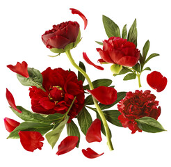 Wall Mural - beautiful red peony falling in the air isolated on white background. high resolution. zero gravity o