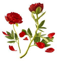 Wall Mural - beautiful red peony falling in the air isolated on white background. high resolution. zero gravity o