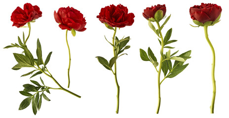 Wall Mural - creative set collection with beautiful red peony isolated on white background. high resolution. zero