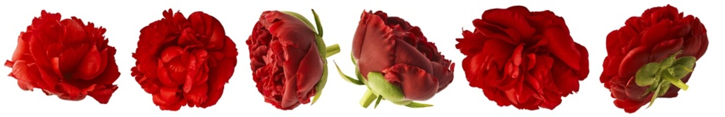 Wall Mural - creative set collection with beautiful red peony isolated on white background. high resolution. zero