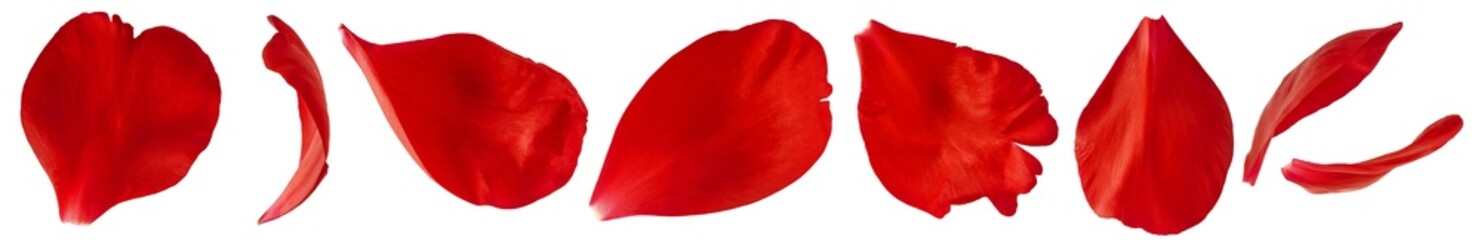 Wall Mural - Creative set collection with Beautiful Red Peony petals isolated on white background. High resolution. Zero gravity or levitation concept.