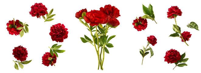 Wall Mural - creative set collection with beautiful red peony falling in the air isolated on white background. hi