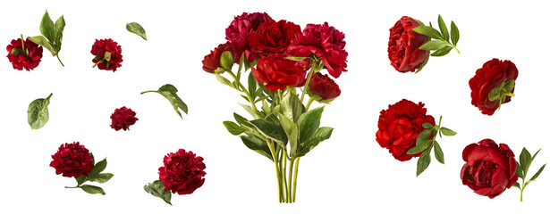 Wall Mural - creative set collection with beautiful red peony falling in the air isolated on white background. hi