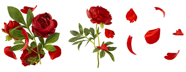 Wall Mural - Creative set collection with Beautiful Red Peony falling in the air isolated on white background. High resolution. Zero gravity or levitation concept.
