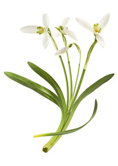 Wall Mural - beautiful snowdrop flower with green leaves falling in the air isolated on white background. spring 
