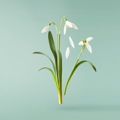 Wall Mural - beautiful snowdrop flower with green leaves falling in the air isolated on turquoise background. spr