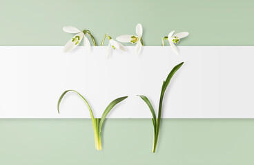 Wall Mural - beautiful snowdrop flower with green leaves falling in the air isolated on turquoise background. spr