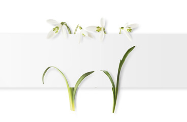 Wall Mural - beautiful snowdrop flower with green leaves falling in the air isolated on white background. spring 