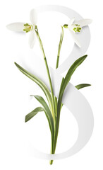 Wall Mural - beautiful snowdrop flower with green leaves falling in the air isolated on white background. spring 