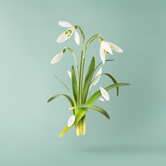 Wall Mural - beautiful snowdrop flower with green leaves falling in the air isolated on turquoise background. spr