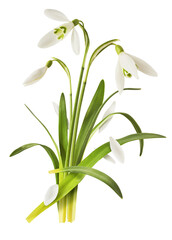 Wall Mural - beautiful snowdrop flower with green leaves falling in the air isolated on white background. spring 