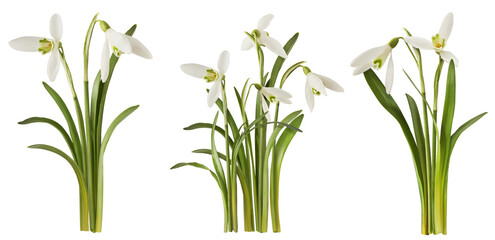 Wall Mural - creative set, collection with many beautiful snowdrop flowers with green leaves falling in the air i