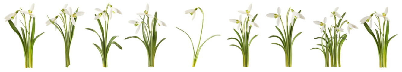 Wall Mural - creative set, collection with many beautiful snowdrop flowers with green leaves falling in the air i