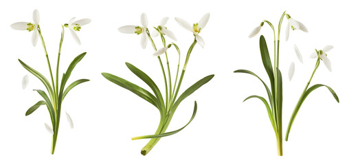 Wall Mural - creative set, collection with many beautiful snowdrop flowers with green leaves falling in the air i
