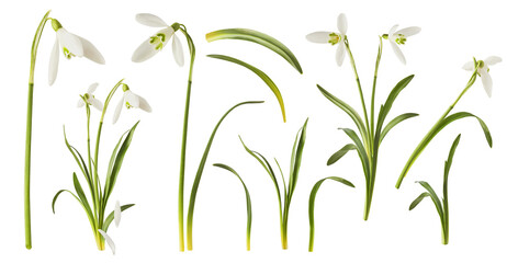 Wall Mural - creative set, collection with many beautiful snowdrop flowers with green leaves falling in the air i