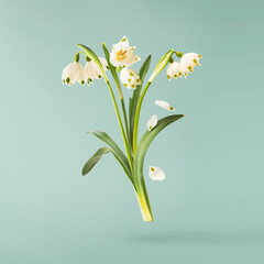 Wall Mural - beautiful snowlake flower with green leaves falling in the air isolated on turquoise background. spr