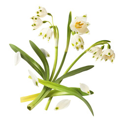 Wall Mural - beautiful snowlake flower with green leaves falling in the air isolated on white background. spring 