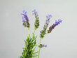 © MACO - Studio shot of a group of lavender.