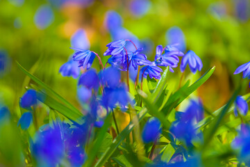 Wall Mural - closeup heap of wild spring flowers in a forest, beautiful natural spring flower background