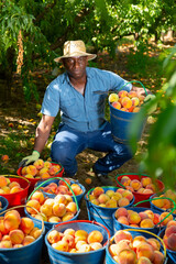 Wall Mural - African-american man in hat squatting beside buckets full of peaches.