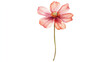 © melty - A watercolor painting of a pink flower with a stem