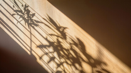 Wall Mural - Soft Window Shadows with Delicate Floral Patterns on a Wall