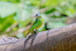 © xandepontes - Saí azul fêmea (Dacnis cayana) se alimentando no comedouro olhando para esquerda