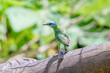© xandepontes - Saí azul fêmea (Dacnis cayana) se alimentando no comedouro olhando para trás